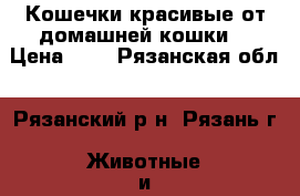 Кошечки красивые от домашней кошки. › Цена ­ 1 - Рязанская обл., Рязанский р-н, Рязань г. Животные и растения » Кошки   